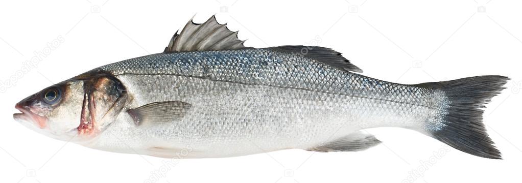 Fresh Sea Bass fish isolated