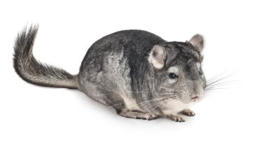 beyaz gri chinchilla