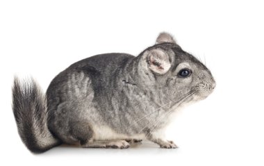 genç gri chinchilla, yan görünüm