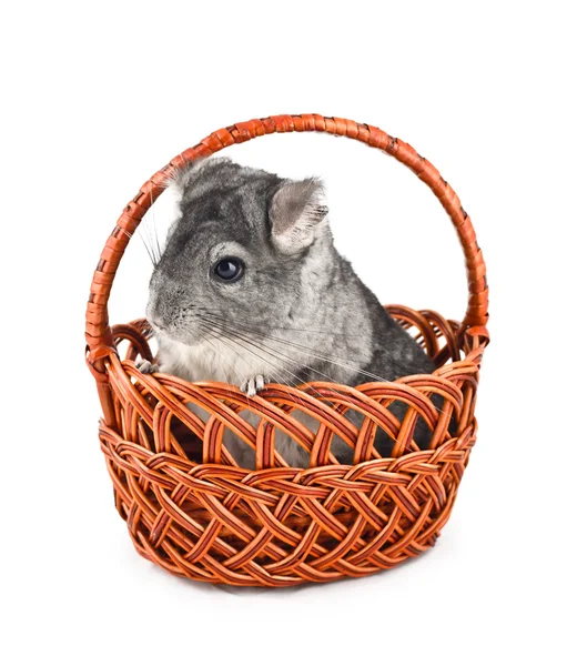 Gray chinchilla sitting in basket — Stock Photo, Image