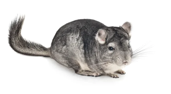 Chinchilla gris sobre blanco — Foto de Stock