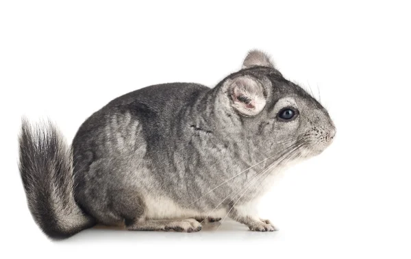 Young grey Chinchilla, side view — Stock Photo, Image