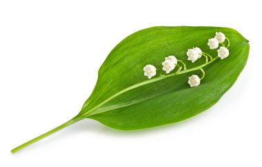 # Vadinin zambağı #