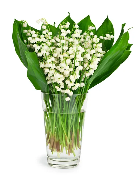 Lily of the valley — Stock Photo, Image