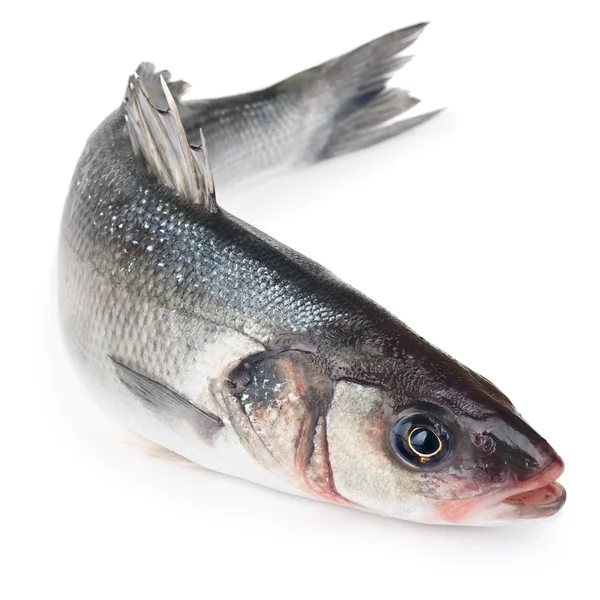 izole levrek balığı