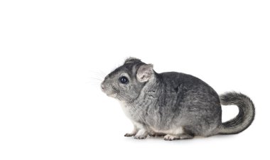 Genç komik chinchilla
