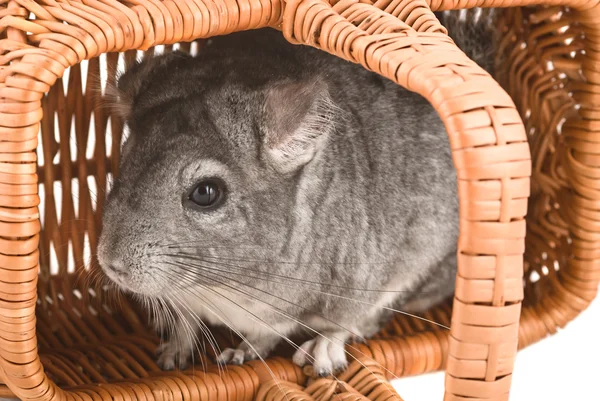 Grijze chinchilla zitten in een mand — Stockfoto