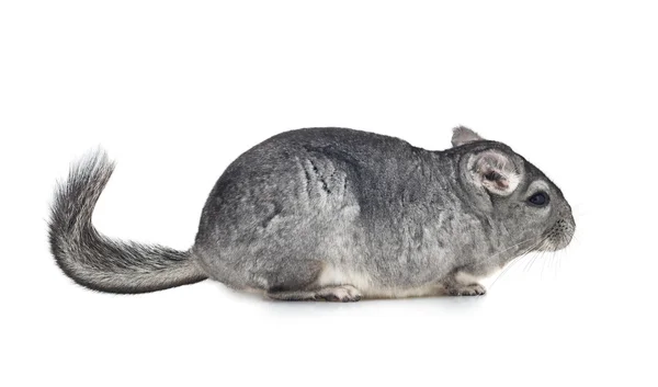 Zilveren chinchilla op geïsoleerde witte achtergrond — Stockfoto