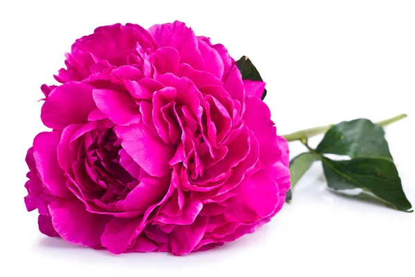 Bella peonia rosa primo piano — Foto Stock