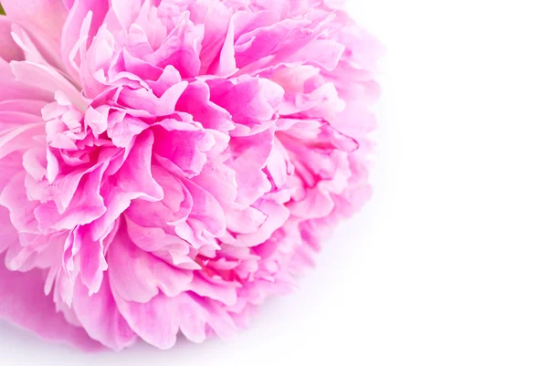 Fiore di peonia rosa primo piano — Foto Stock