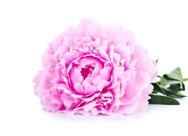 Peony bloesem geïsoleerd — Stockfoto