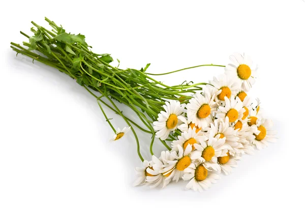 Świeży rumianek kwiaty na białym tle — Zdjęcie stockowe