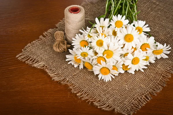 Fresh chamomile flowers — Stock Photo, Image