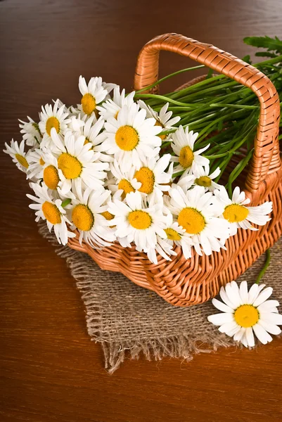 Kamillenblüte im Korb — Stockfoto