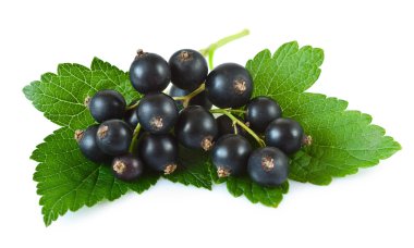 siyah kuş üzümü