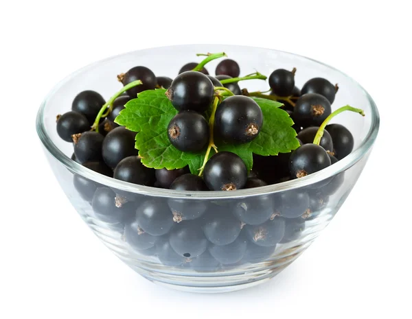 Ribes nero fresco — Foto Stock