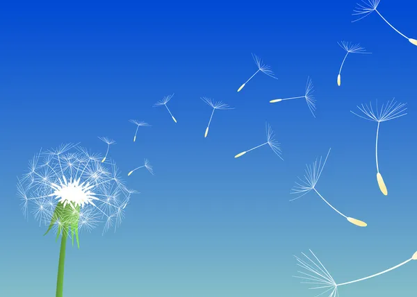 Blow Dandelions — Stock Vector