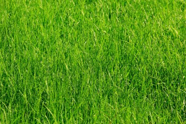 Yeşil Çimen Arkaplanı