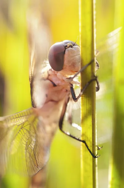 Dragonfly στον ήλιο — Φωτογραφία Αρχείου