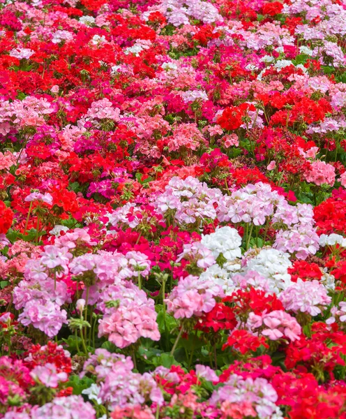 Geraniums floral background — Stock Photo, Image