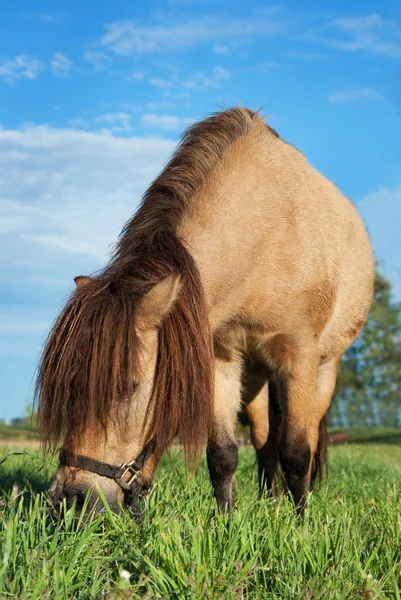 Small horse eating grass — Stock Photo, Image