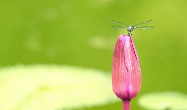 Vážka na lily květina — Stock fotografie