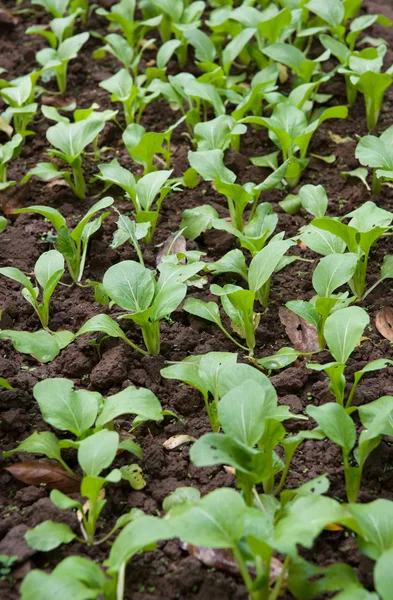 Cultivo de verduras ecológicas — Foto de Stock