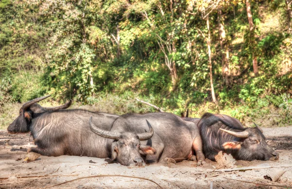 Búfalo de água adormecida — Fotografia de Stock