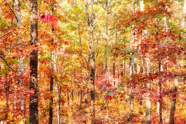Kleuren van herfst of najaar in bos Stockafbeelding