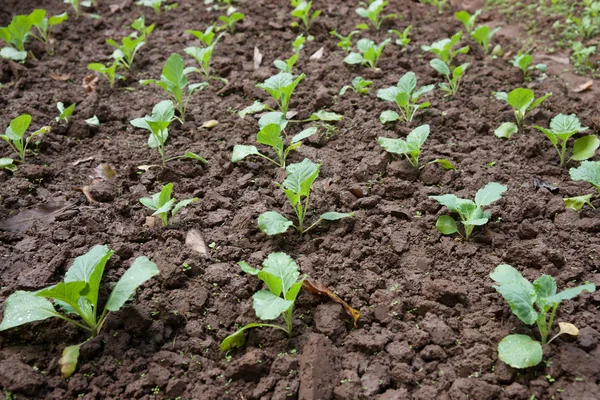 Biologische groenten groeien Stockfoto