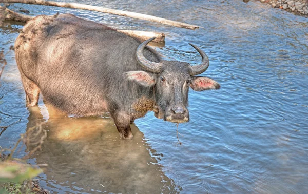Water buffalo in de rivier — Stockfoto