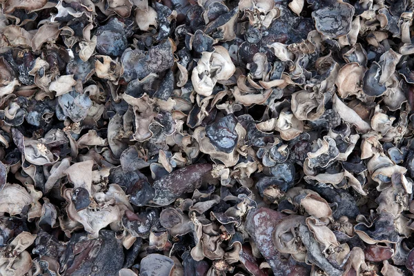 Mushrooms drying in the sun — Stock Photo, Image