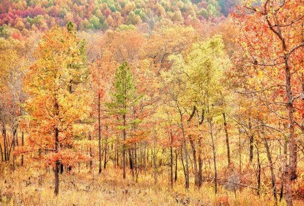 Kleurrijke bladeren in de herfst of najaar — Stockfoto
