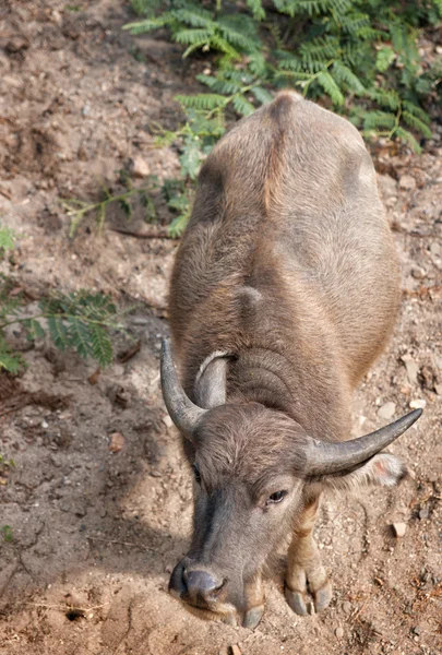 Water buffalo — Stock Photo, Image