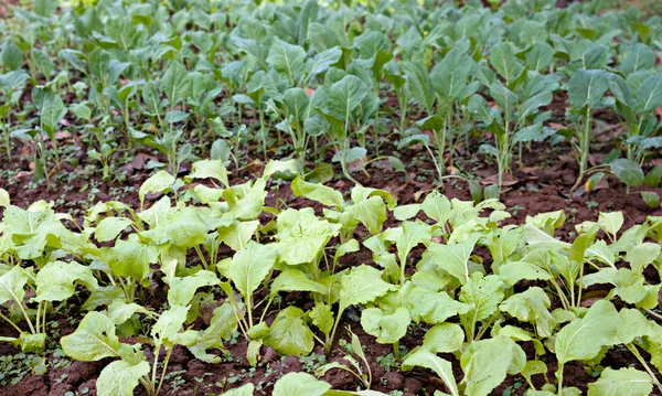 Cultivo de verduras ecológicas Fotos de stock libres de derechos