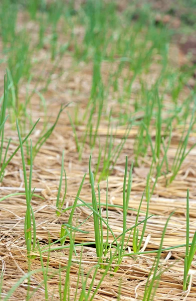 Organic vegetables growing — Stock Photo, Image