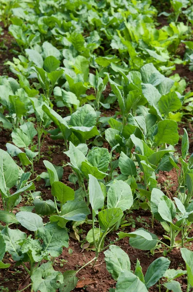 Ekologiska grönsaker växer — Stockfoto