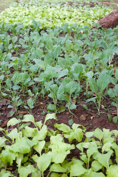 Biologische groenten groeien Stockafbeelding