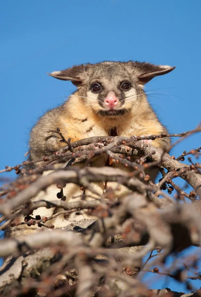 Brush tail possum in tree — Stock Photo, Image