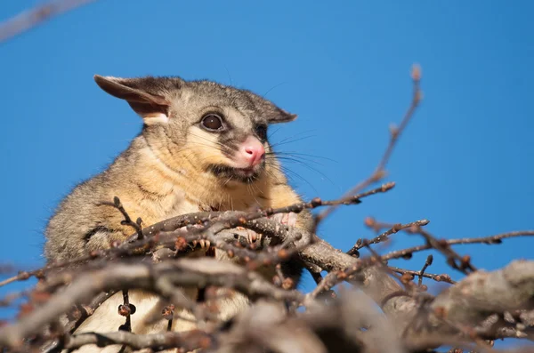 Βούρτσα possum ουρά στο δέντρο — Φωτογραφία Αρχείου