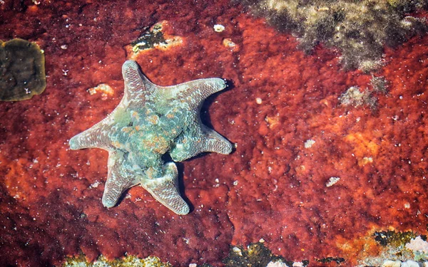 Seestern auf rostigem Metall — Stockfoto