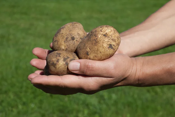Batatas em bruto frescas . — Fotografia de Stock