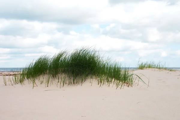 Grama na areia . — Fotografia de Stock