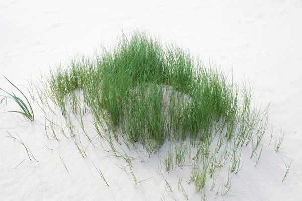 Grass in sand. — Stock Photo, Image