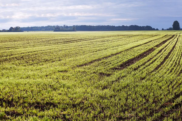 Germination of wheat. — Stock Photo, Image