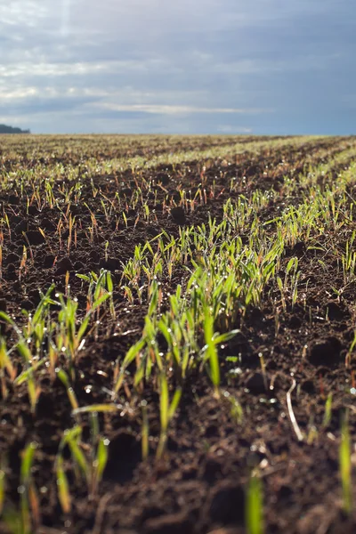 Germinazione del grano . — Foto Stock