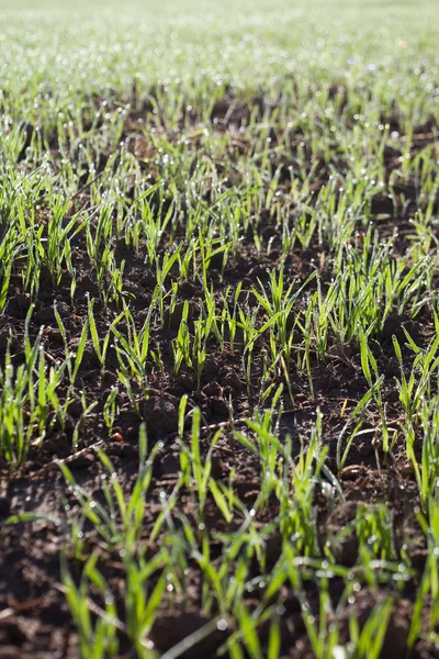 Germination du blé . — Photo