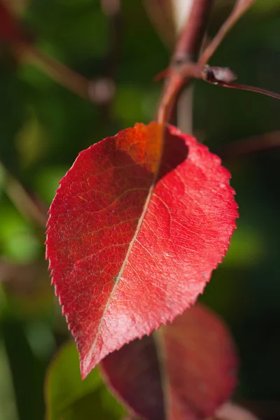 Leaves in autumn. — Stock Photo, Image