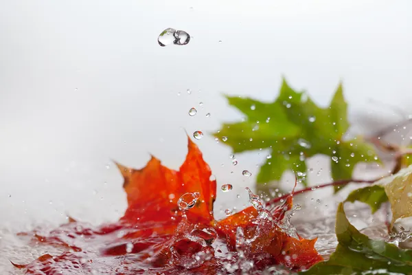 Maple leaves in rain. — Stock Photo, Image