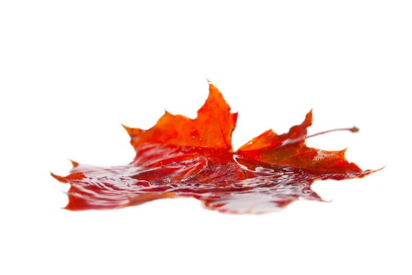 Yellow maple leaf. — Stock Photo, Image